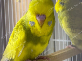 Exhibition Budgies