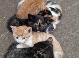 Lovely kittens for sale