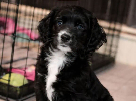 9 weeks old girl
