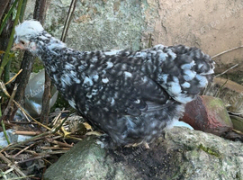 2 chickens 9 week old