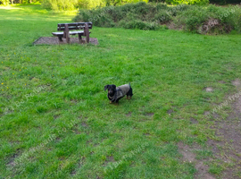Female wanting forever home