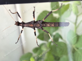 Sunny stick insects x 3