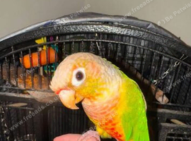 &pound;200 - Male Conure & Female Kakariki