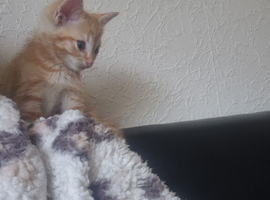 4 beautiful kitten