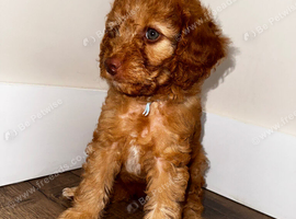Cavapoo puppies