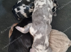 Miniature Dachshund
