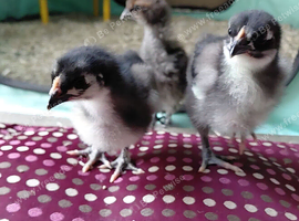 Bantam Orpington Chicks