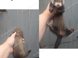 Ferrets for sale