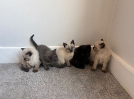 Mixed breed Siamese and Maine coon.