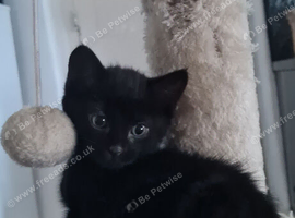 2 cute kittens (male)