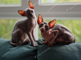 Sphynx Kittens