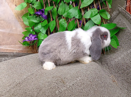 Mini lop