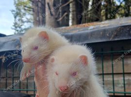 10 week old albino Kits