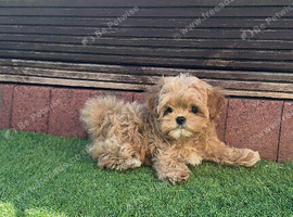 True Teacup Asian Maltipoo Boy DNA Clear