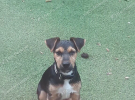 6 month old jack russel