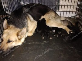 Gsd Puppies