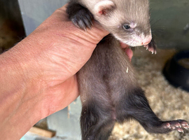 Baby Ferrets - Reserve Now 2 for &pound;100
