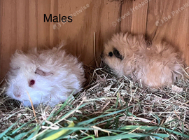 Baby  Californian lunkarya and lunkarya sows and boars guinea pigs