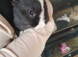 Baby lopped ear rabbits