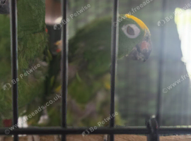 Yellow headed amazon's