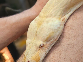 Stunning Adult Kahl Albino Boa (proven female)