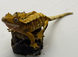 Tri colour Crested gecko for sale with linage