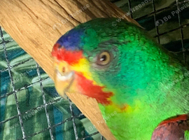 Swift parrot cock s