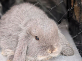 Beautiful Mini Lop Babies