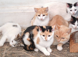 5 kittens, 3 boys 2 girls