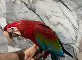 Handreared Friendly Super Tame Cuddly Greenwing Macaw Parrot,1