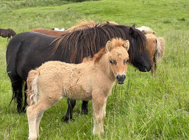 Miniature Shetland foal
