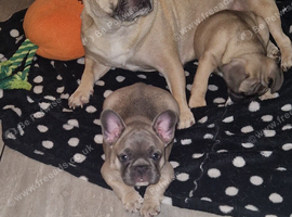 French bulldog puppie girl blue