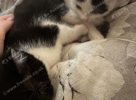 White and black kitten