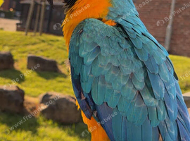 blue and gold macaw parrot