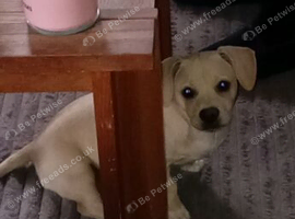 Frenchie X jack russell