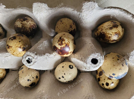 Quails Day 1 to 4 weeks available