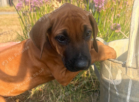 Rhodesian Ridgeback KC puppies