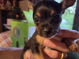 puppy for sale