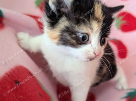 Very pretty kittens, wormed/flead/litter trained Prices vary