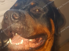 2 year old KC registered Rottweiller