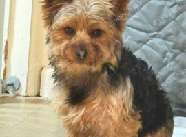 Yorkshire terrier