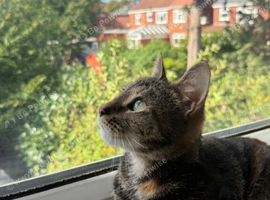 cat