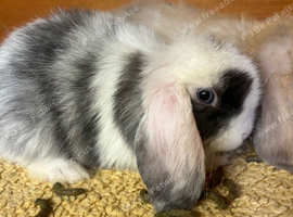 Mum and daughter mini lops