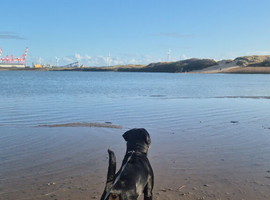 2 year old male rottweiller for sale.