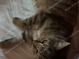 Kitten
