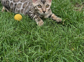 Only 2 Bengal Kittens Left &ndash; Don&rsquo;t Miss Out!&rdquo;