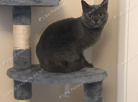 British shorthair