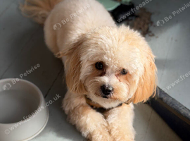 1 year old male maltipoo