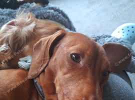 Mini dachshund Dobby