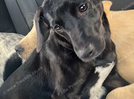 8 month old pure black